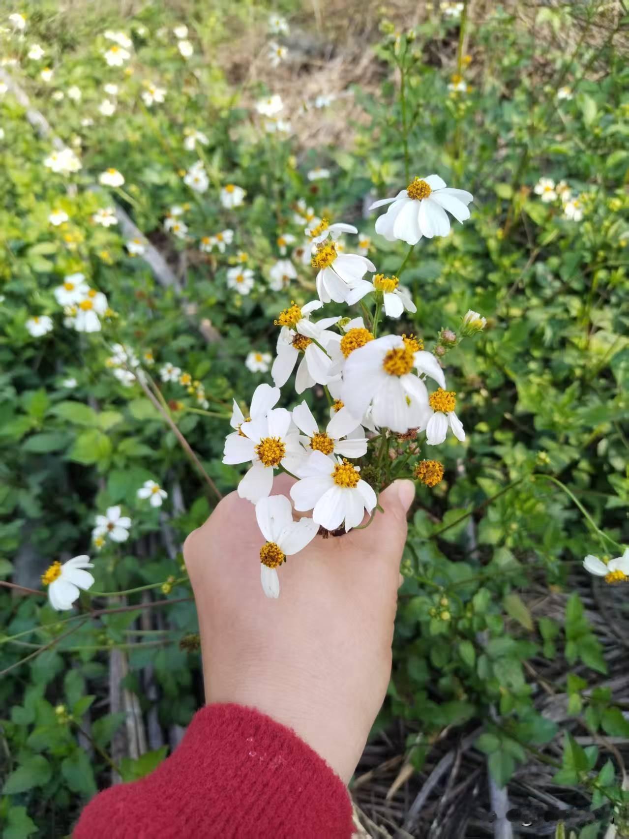 今天在田间溜达，一低头瞅见满坡都是这种小白花，一簇簇的开得热热闹闹的，看着就怪招