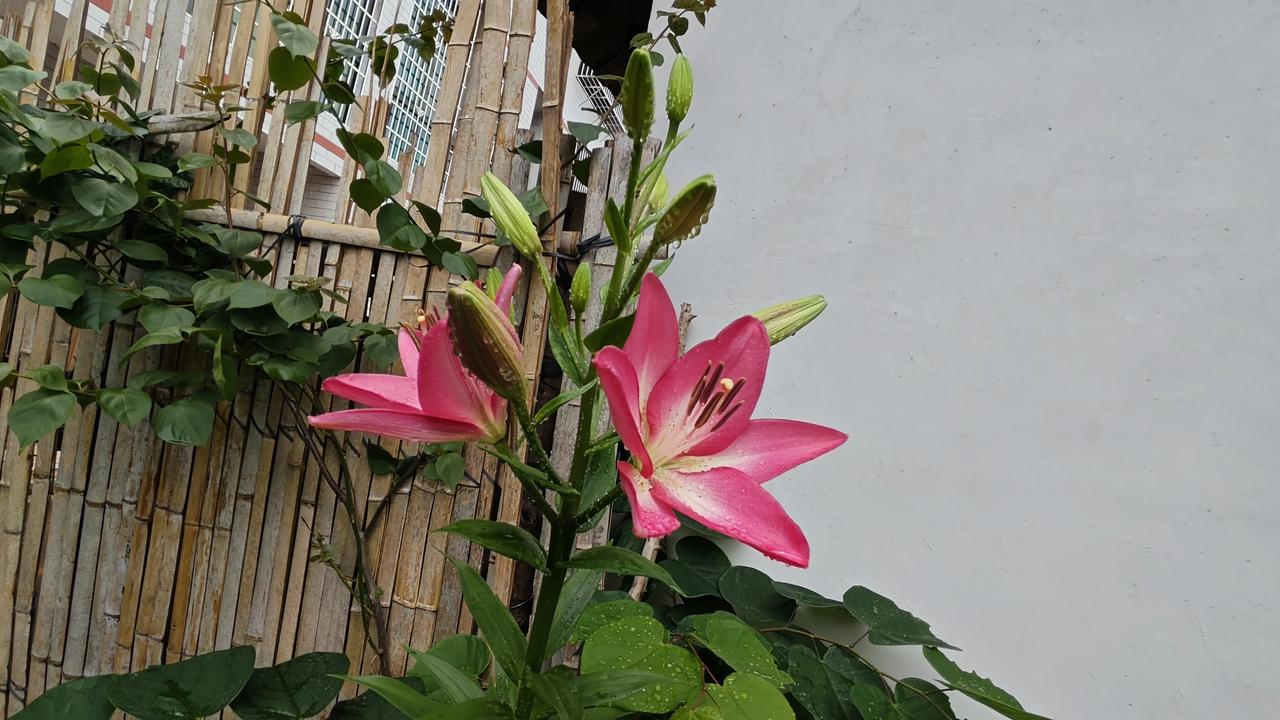 重返小院小半年，如今院子里，百合花，凤仙花，蜀葵花，陆续开花，圣女果也不甘示弱，
