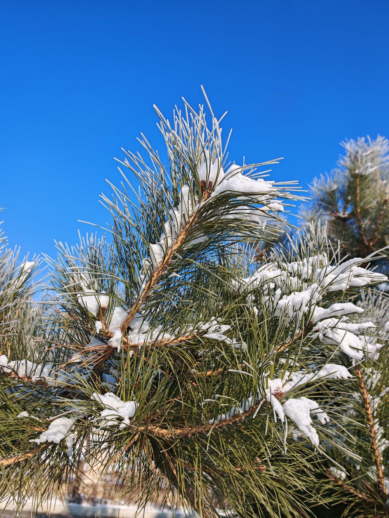 与痛风斗争的历程77
 
   清晨醒来，零下二十度的寒气透过窗缝渗进来，裹着北