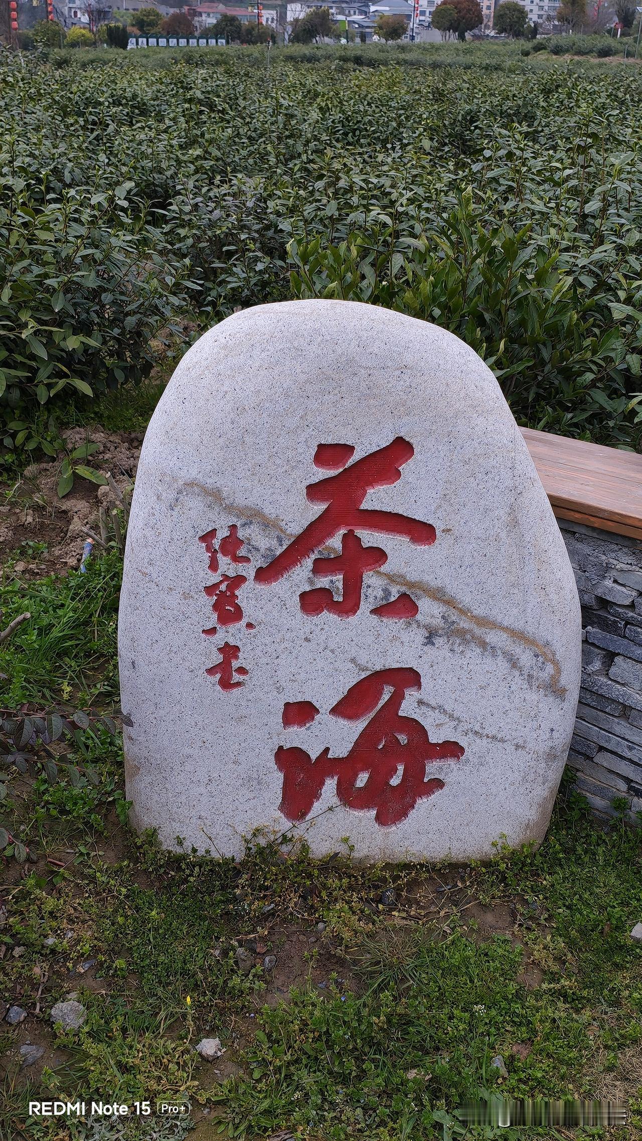 安康人最讲究喝清明茶，鲜嫩，碧绿，味道浓。
汉阴的焕古千亩茶🍵园，马上就要迎来