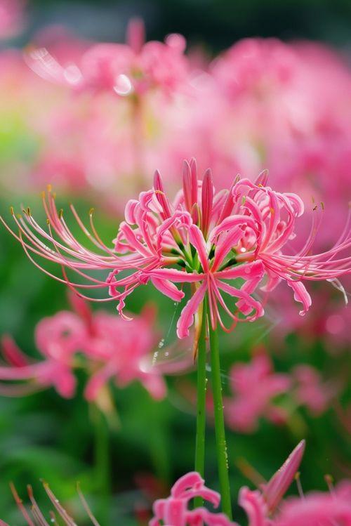 对联飞花令 彼岸花
出句：为躲人间花隔岸（雪浪）
