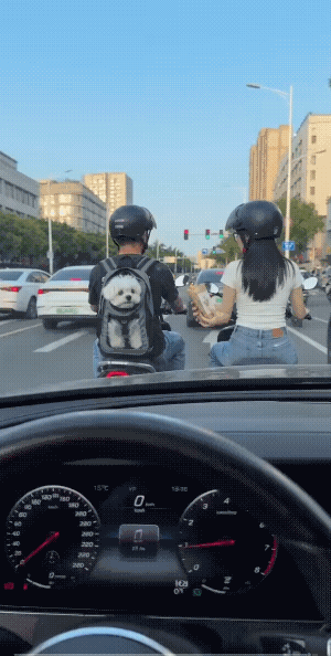 马上都吃到了，可视频车鸣了还两声急笛。
接着它的反应，让人不由自主的笑了。
哈哈