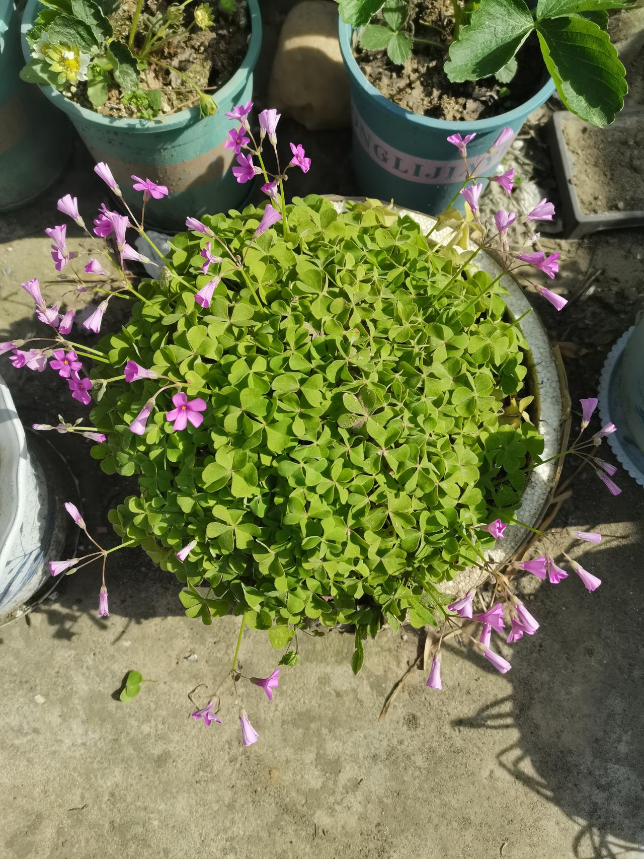 三叶拥粉蕊，一盆栽春意，晴日里满是鲜活。