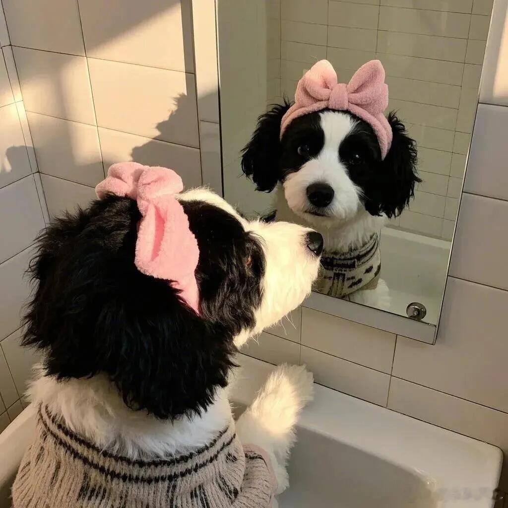 鱼生第一次体验“明星待遇”！被荷叶安排上了人工服务，抬着出巡，鱼群集体围观，这窒