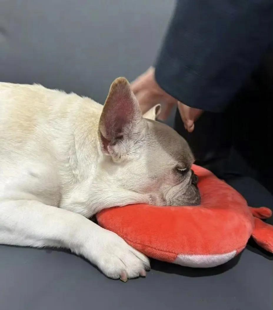 3月8日，孙俪发布长文并晒出儿子等等的笔记，让不少网友深受触动。此前，家中陪伴家