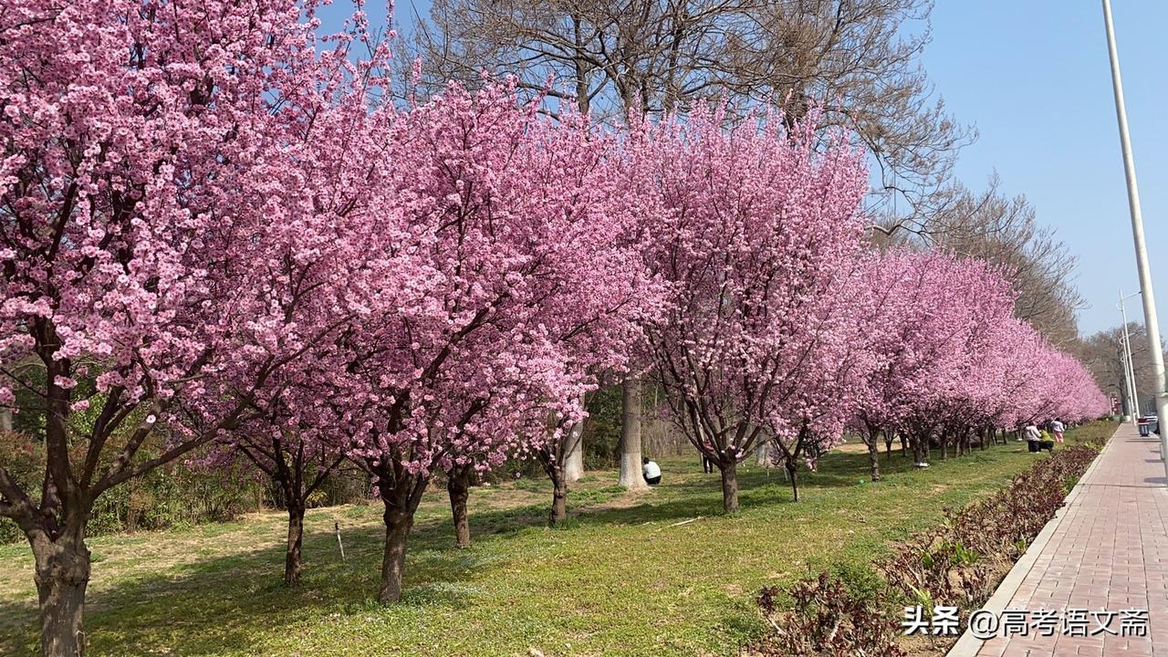 春日生活打卡季樱花盛开，春意盎然，漫步花海，感受浪漫气息。🌸🌸🌸