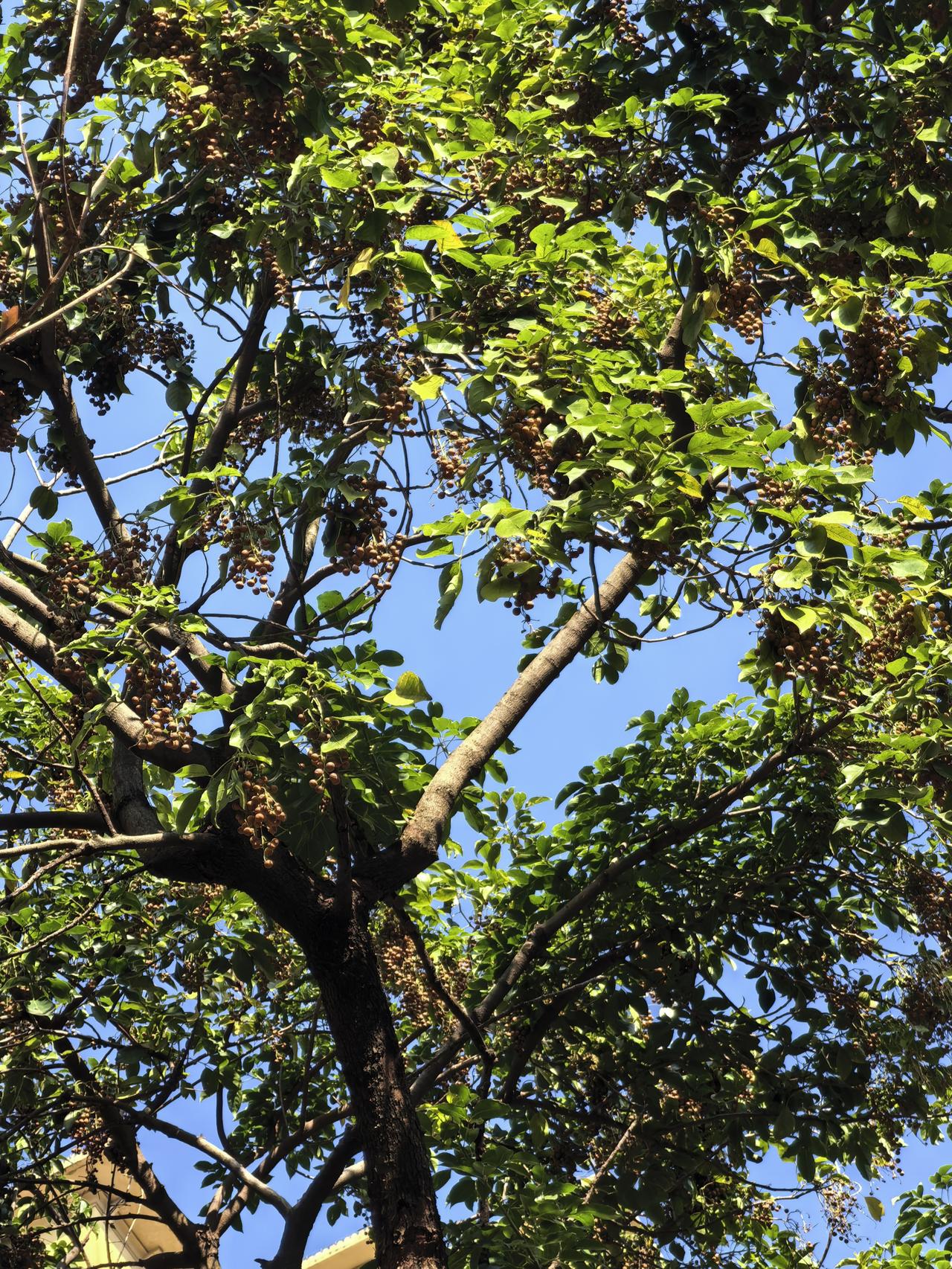 分享一张你最近随拍的照片小区这棵树上结果子很多，一串一串的，和葡萄一样。每天有很