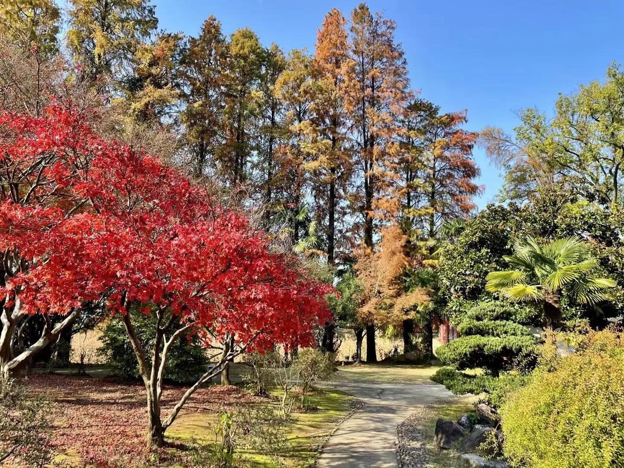 红枫摇曳映晴空，
黄叶渐染寄秋风。
曲径通幽花影舞，
山间清韵荡心胸。

翠竹挺