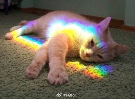 转走这只彩虹猫，好运扑面而来。 