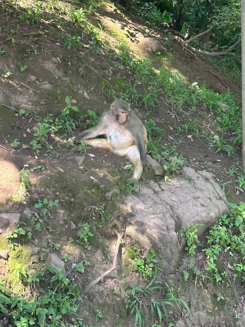 哇喔，好多猴子🐒啊！出门游玩已经好多天了，今天玩了，就回家了！ 西昌·邛海泸山