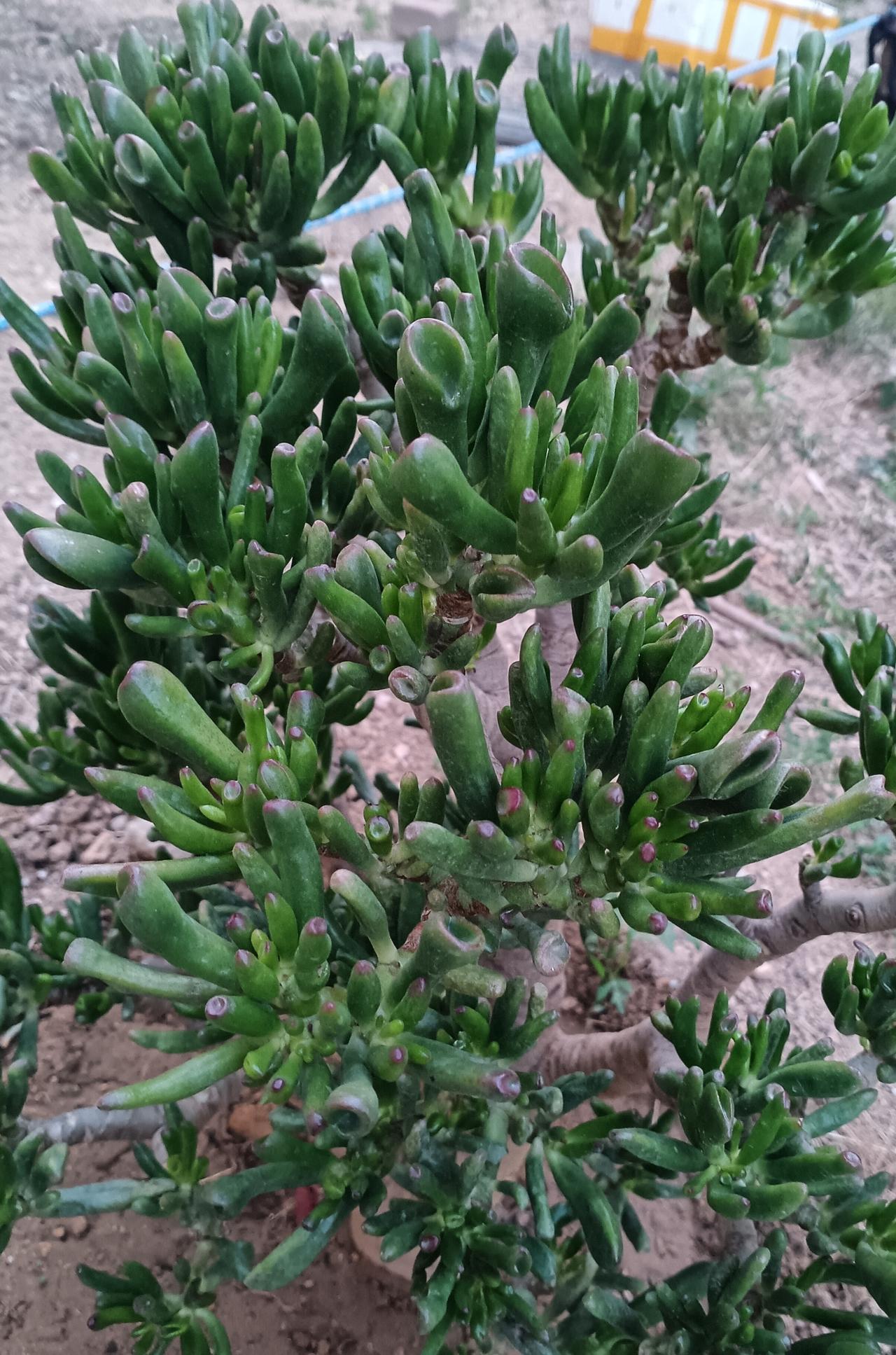 筒叶花月俗称吸财树，其寓意以筒为引，纳八方清露；以绿为章，写人间财序，因此得到人