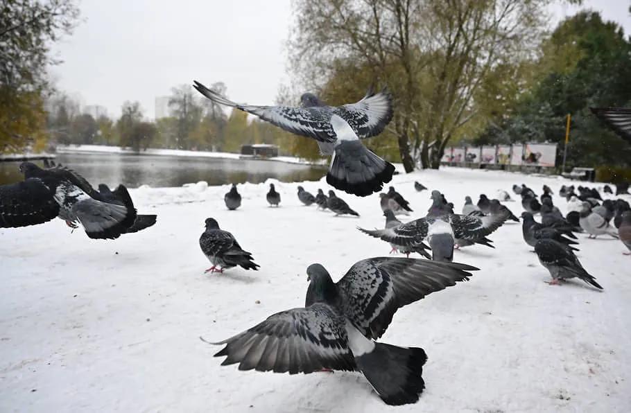 莫斯科的第一场雪，不大，公园里的湖水没结冰。