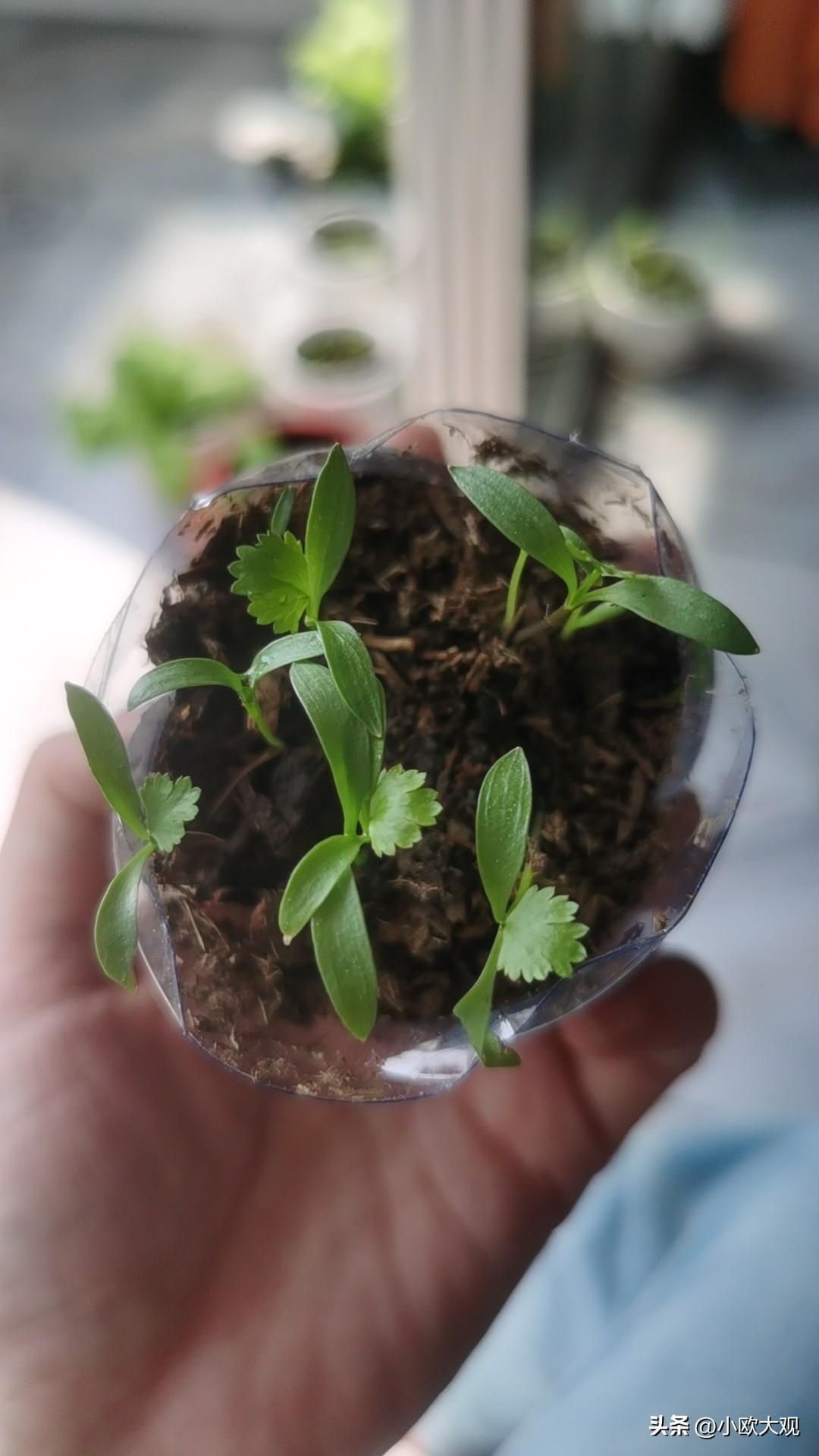 这是什么菜苗？没有种过地的，还真不一定能知道吧？