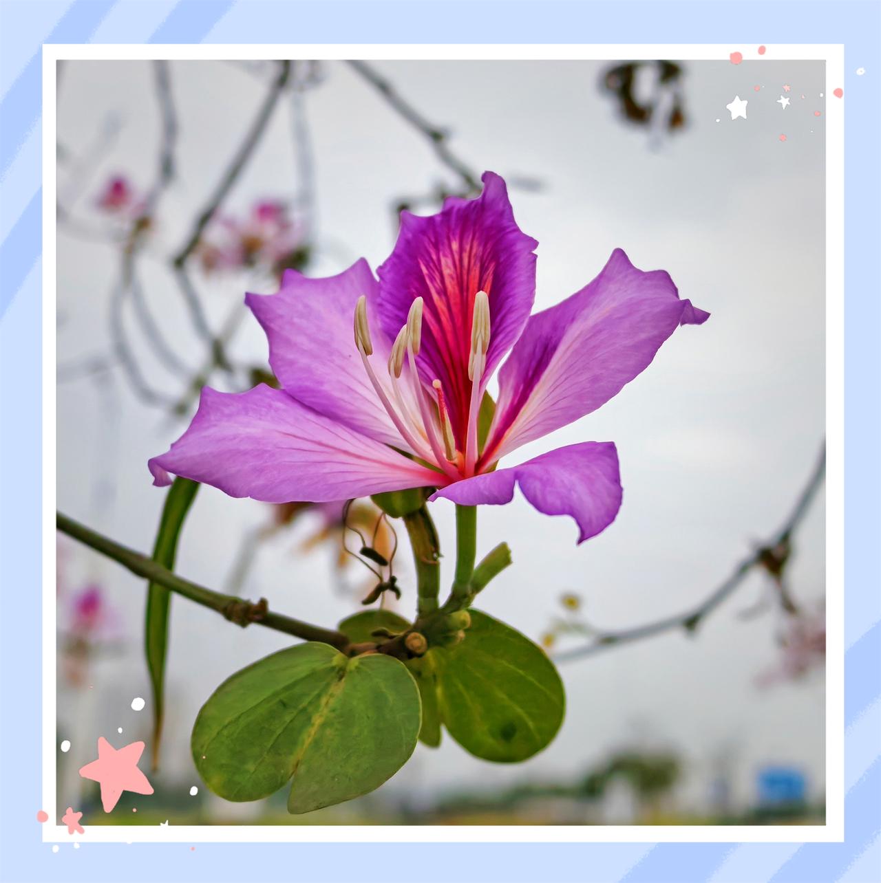 漂亮的玉兰花你喜欢哪种颜色?南方洋紫荆