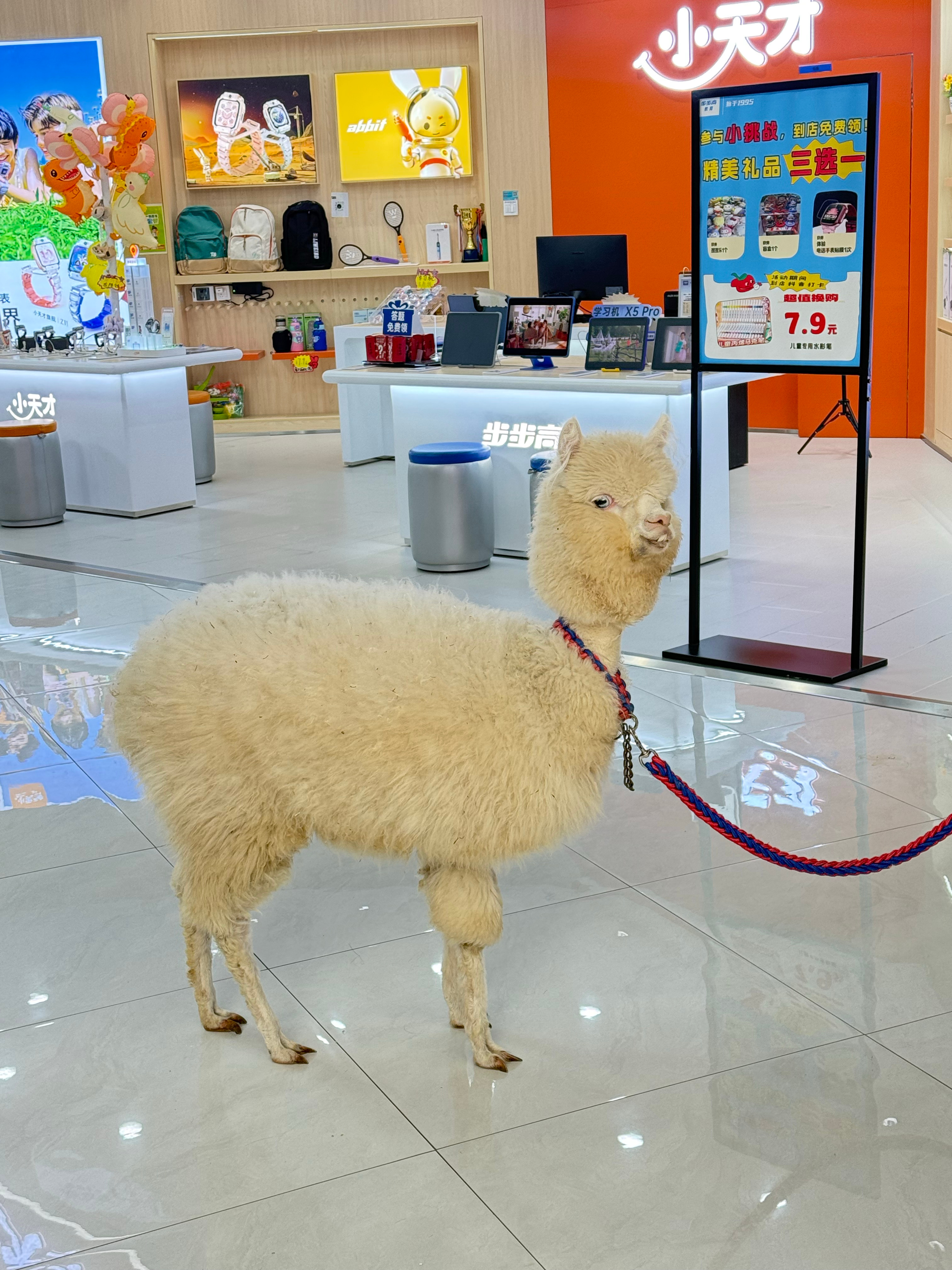 和五个阿姨合照，并要求各种看镜头后的驼子哥的belike羊驼：谁能为我发声？？ 