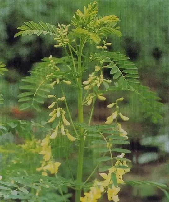 《赞大荔沙苑子》
 
沙苑灵苗着地精，
金芒翠叶耀澄明。
朝含玉露迎霞蔚，
暮染