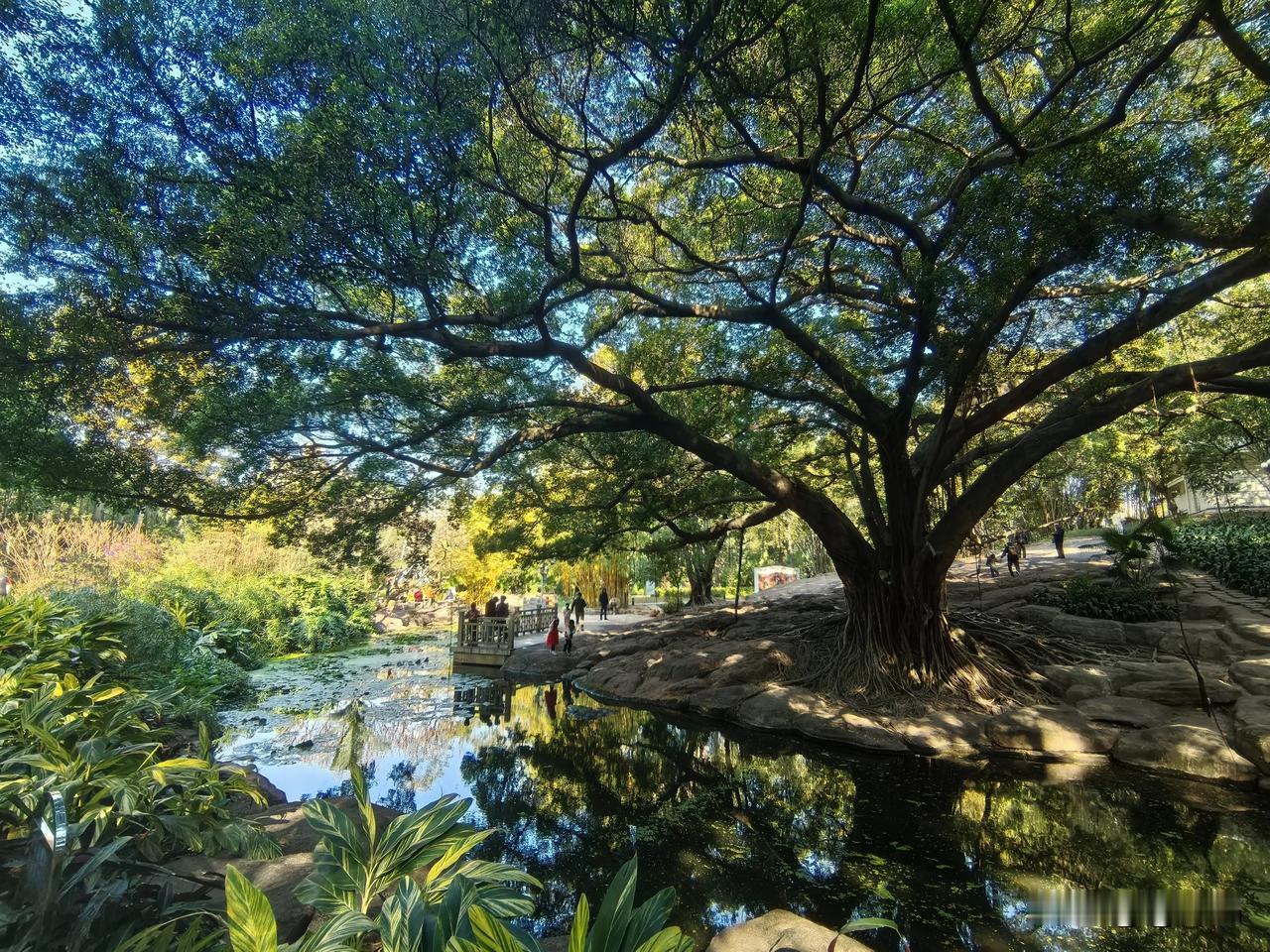 蓝天下的百年古树

远看那棵古树，瞬间就能抓住人的眼球。
 
树干粗壮，颜色灰暗