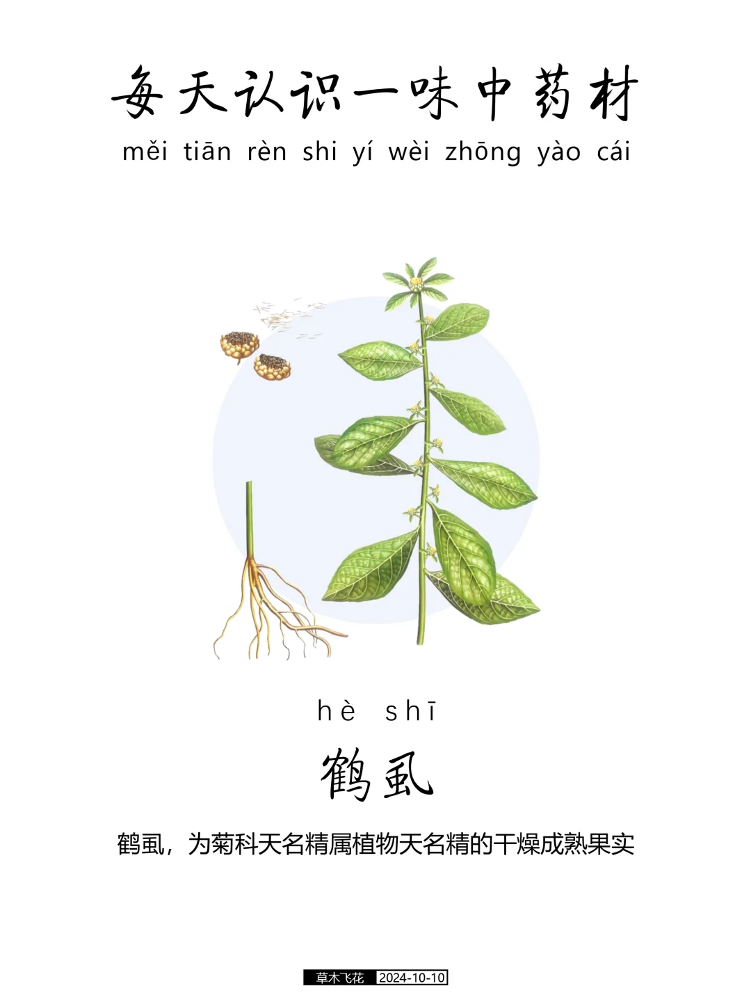 每天认识一味中草药-鹤虱🍀