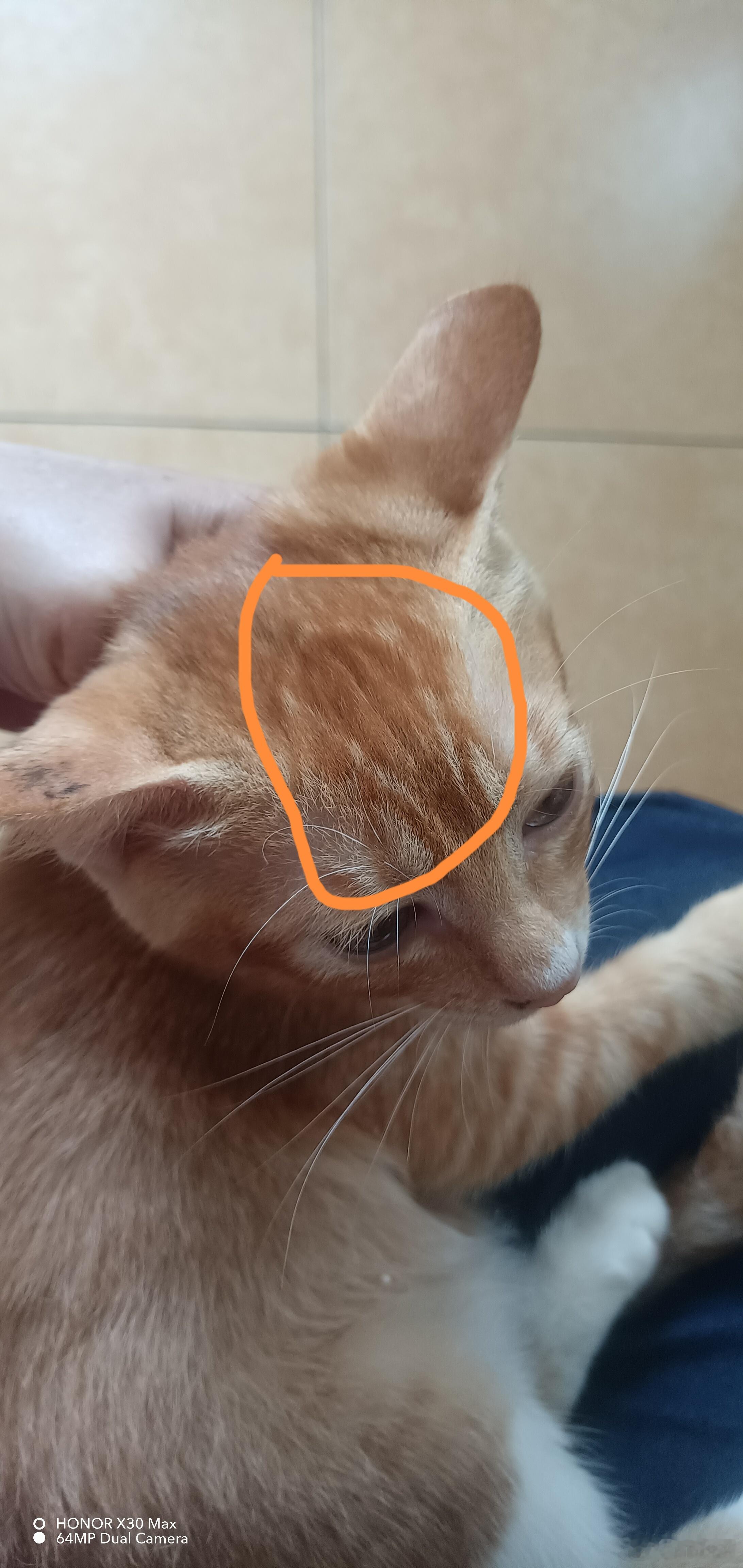 哈哈哈哈哈哈，才发现我家黄猫🐱头上像孙悟空一样戴了个紧箍咒[笑cry][笑cr