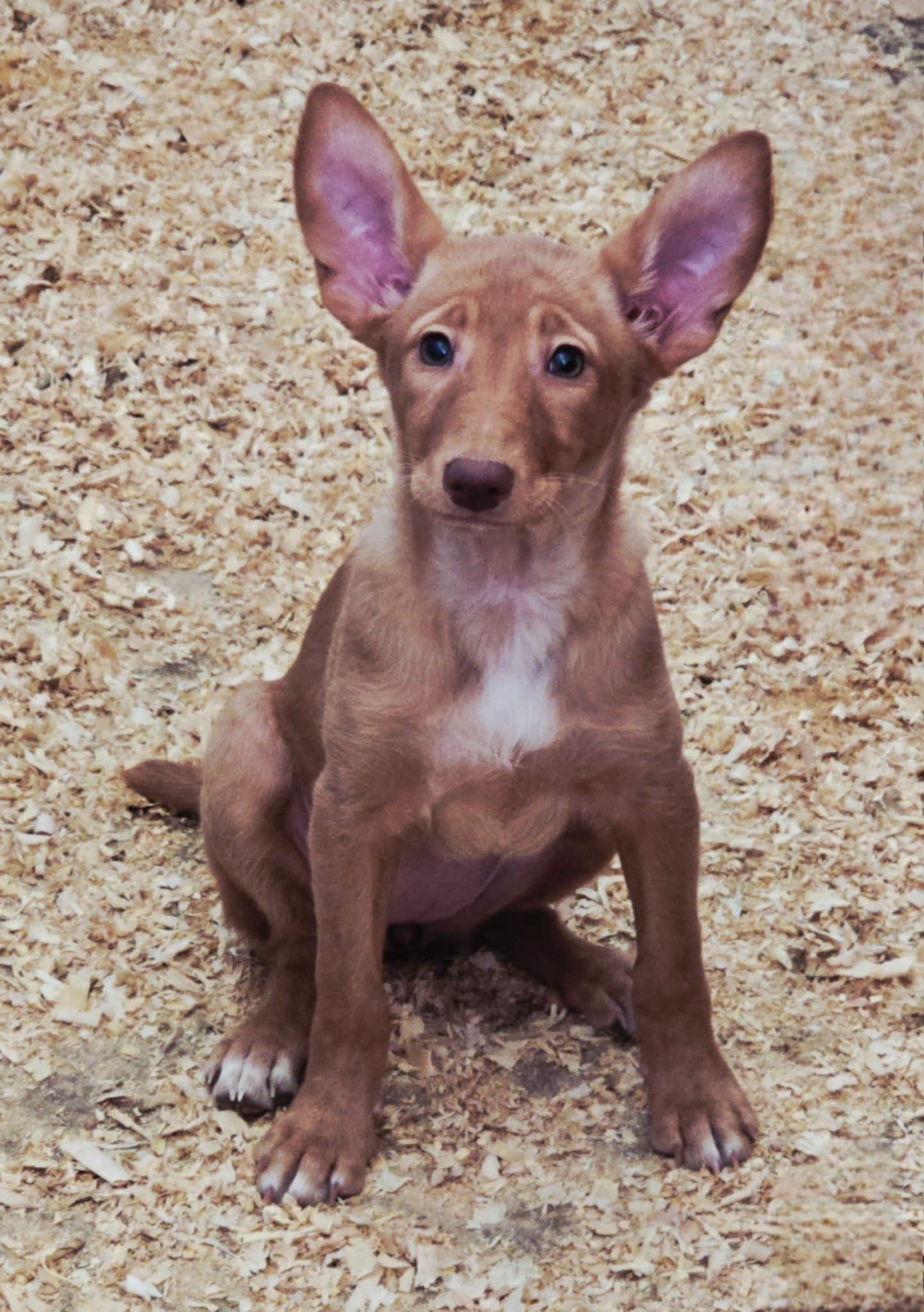 西班牙猎犬