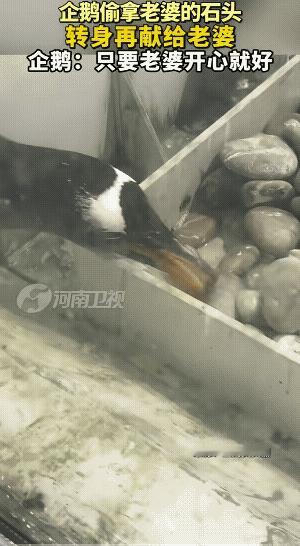 硬通货。这小子有八百个心眼子，果然会哄老婆开心。
好似有的男人，偷老婆的香水，然