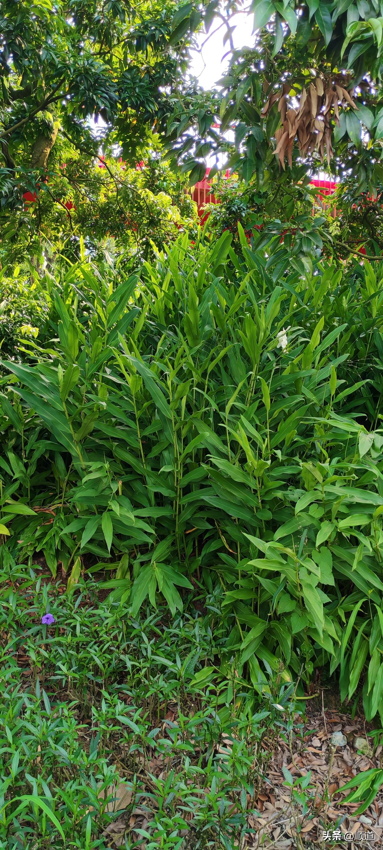 发文，努力，提高点击率，就可以成为新锐作者。
大哥呀，新锐的帽子我戴过，没经过我