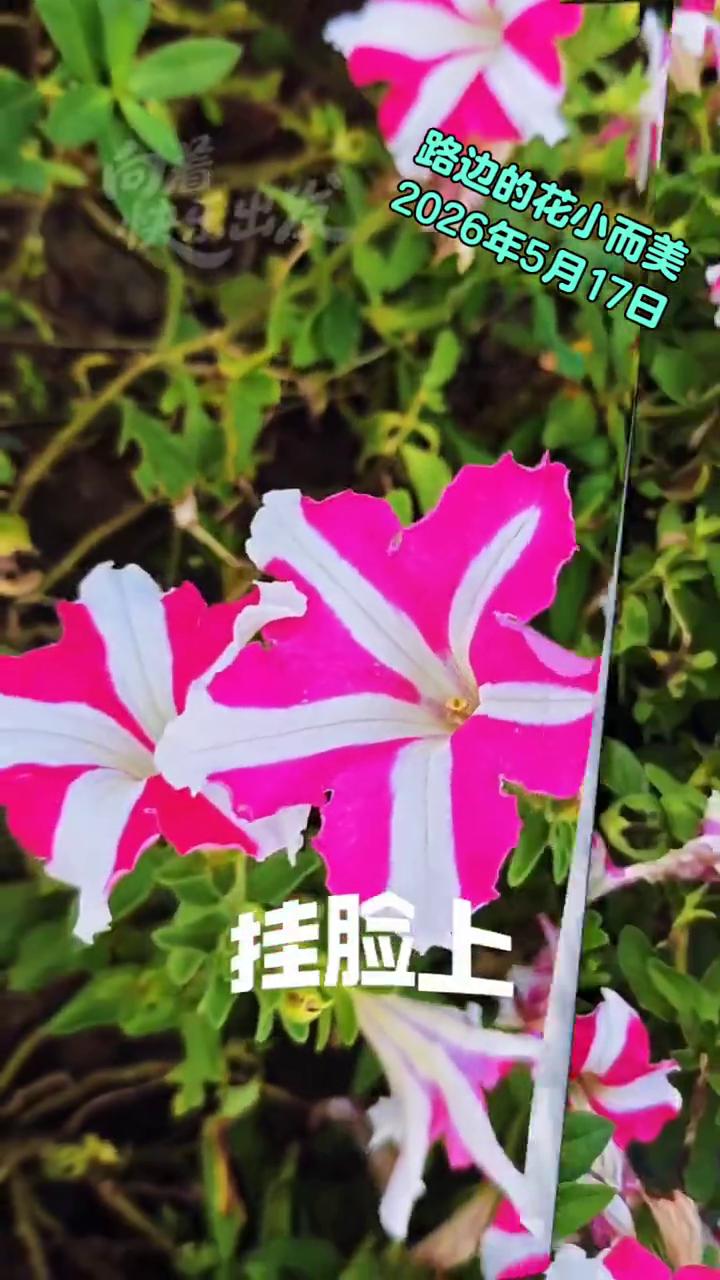 路边的花小而美，向着快乐出发。2026年5月17日。不停留，嘿嘿。来，下远笑，挂