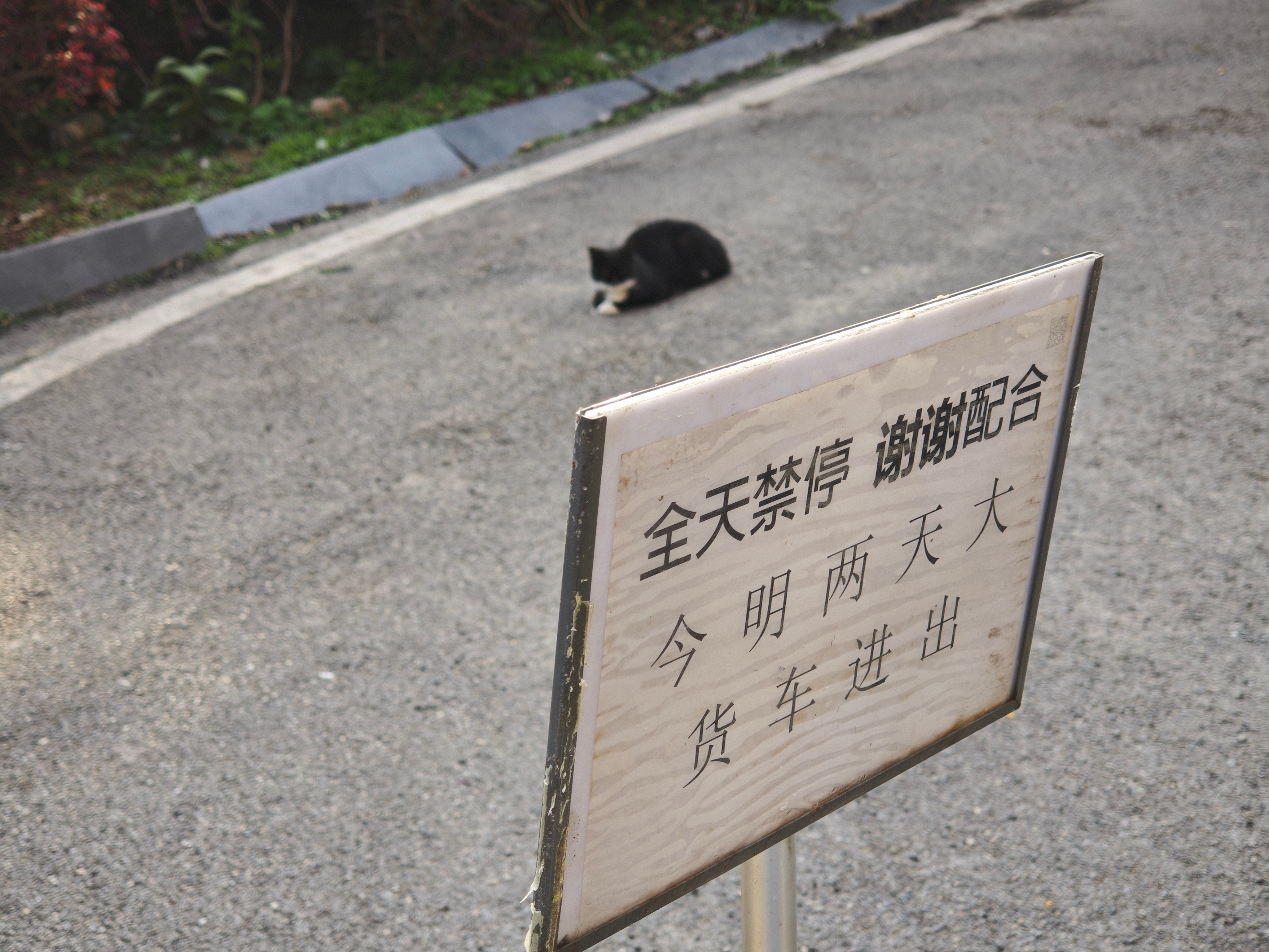 小猫，这里禁停 ​​​