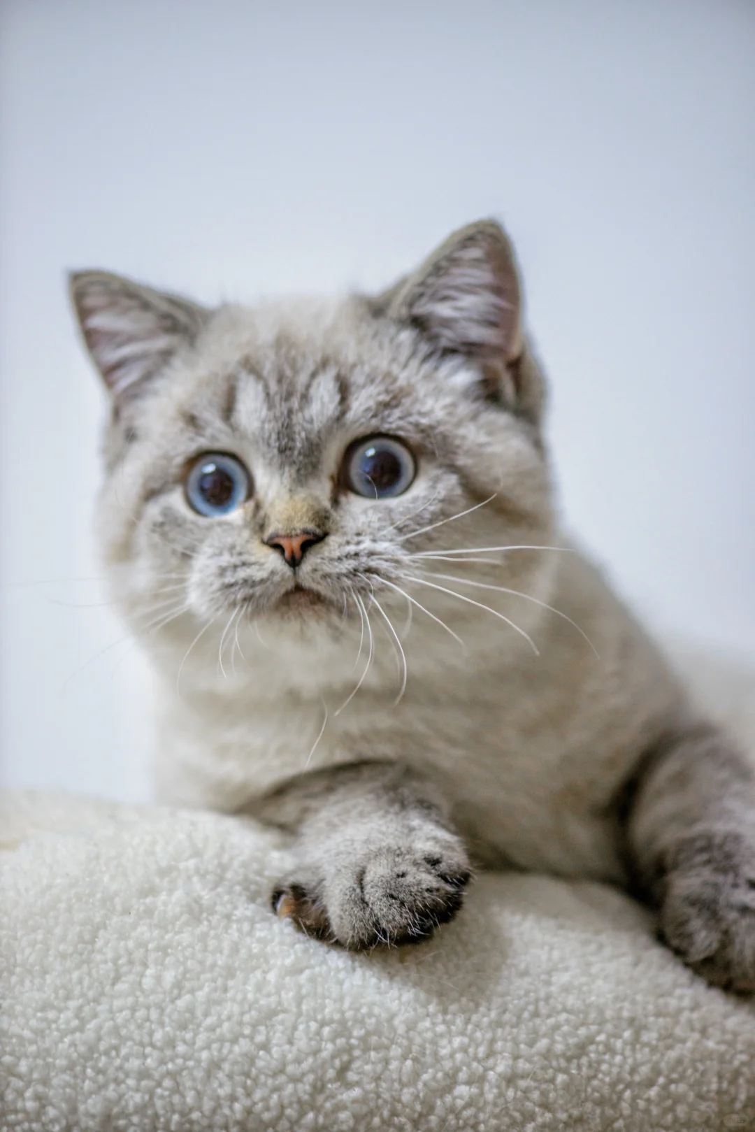 山猫英短|小脑腐