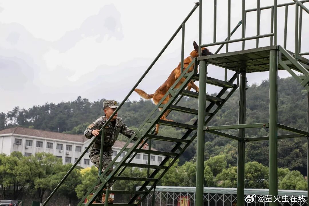 厉害了武警哥烽火问鼎计划热点观点  “汪汪队”出战即开挂，战斗力简直不讲“武德”
