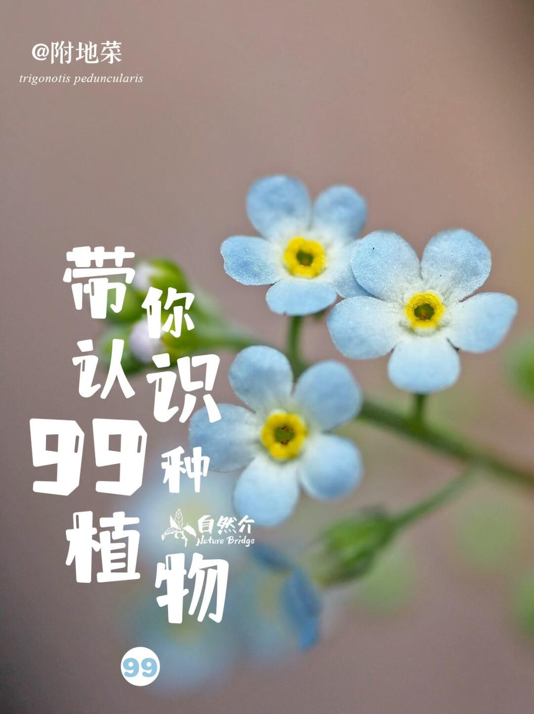 带你认识99种植物