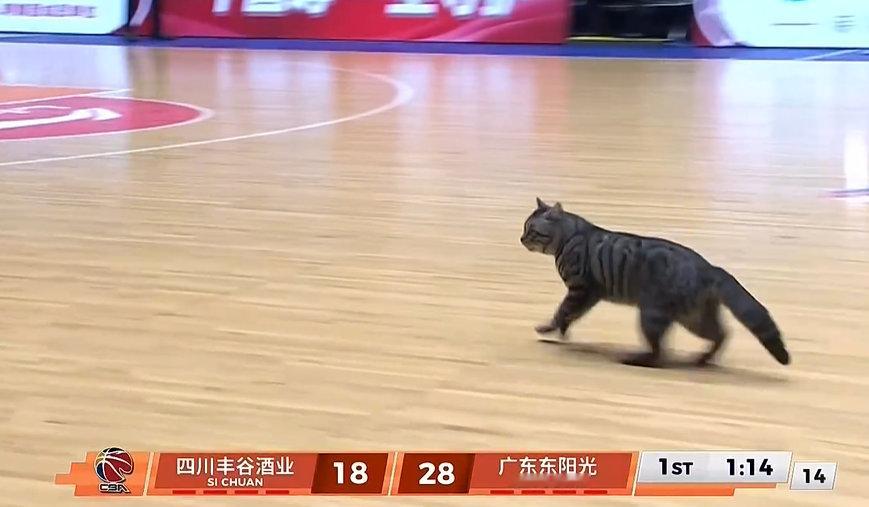 胖狸花闯进CBA赛场猫猫比比赛好看 成都