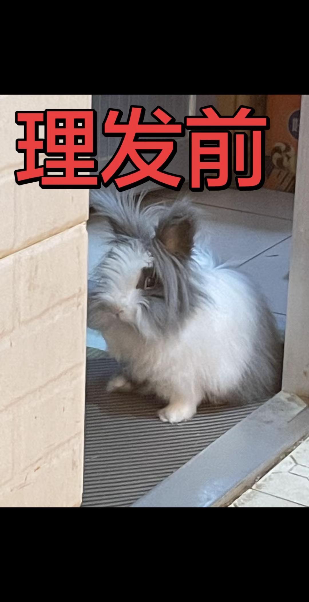 猫猫兔理发前后对比照 猫猫兔理发前vs 理发后