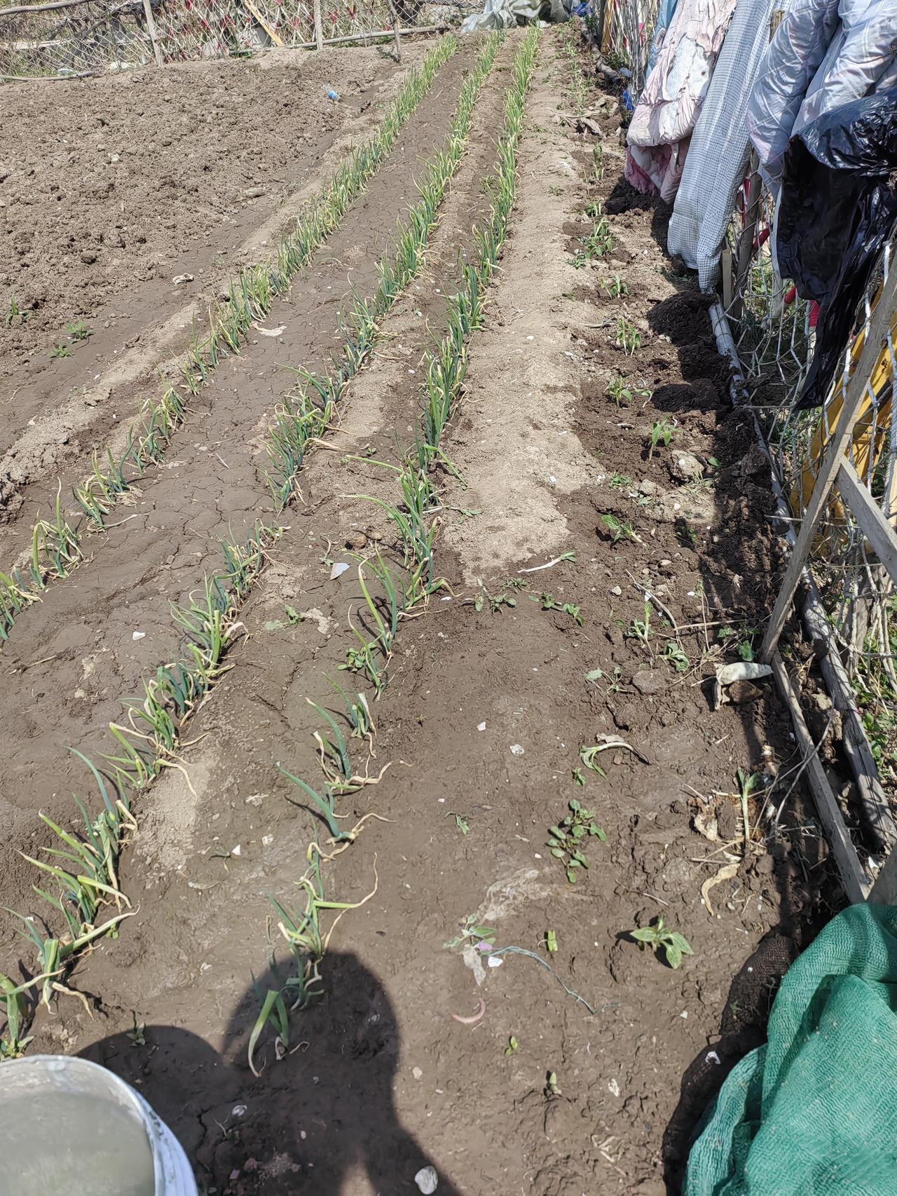 对面的桃园桃花凋谢了，该结桃子了。
    我在排水沟旁边又栽了一溜洋姜。两位大