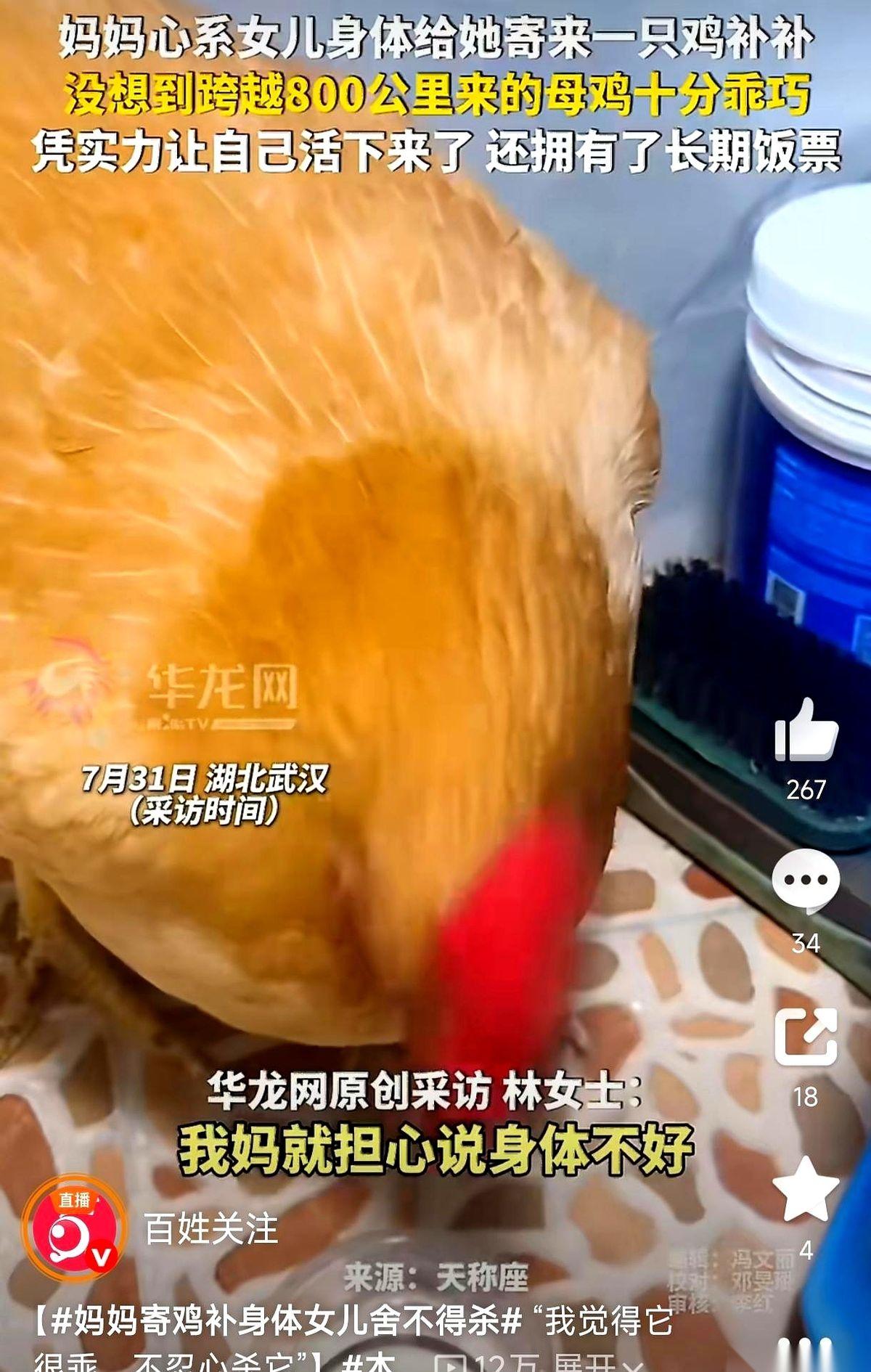 一只被硬塞进纸箱、颠簸了800公里送去给贫血女儿补身子的广东土鸡，到了武汉不仅没