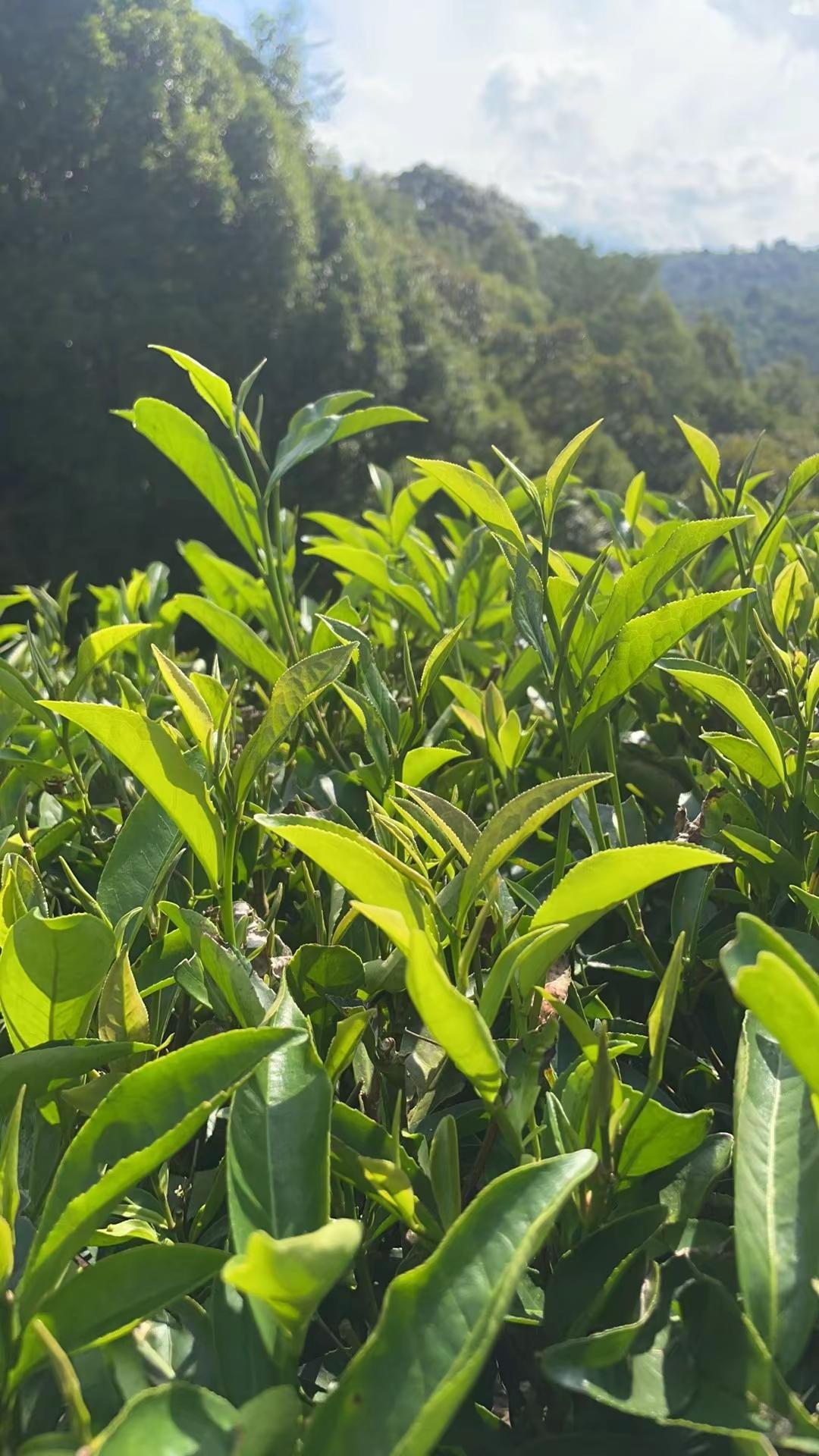 茶叶采摘 鸭屎香