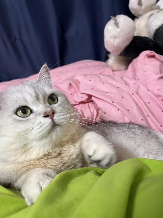 养猫人的快乐谁懂啊！