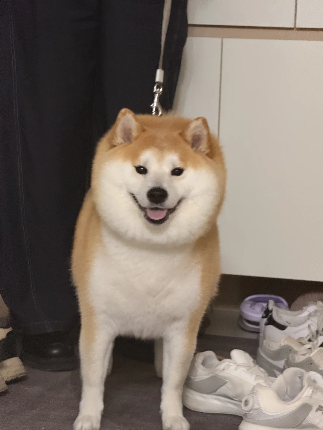 这份可爱谁能拒绝
