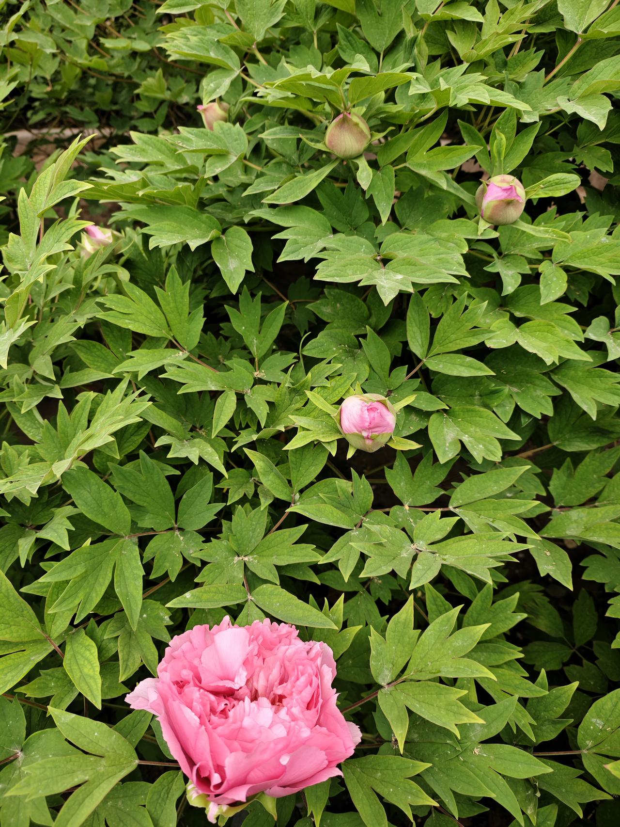 晨跑三公里，一百个俯卧撑，卷腹，哑铃，开合跳，正心正念，坚持做长期正确的事，平常