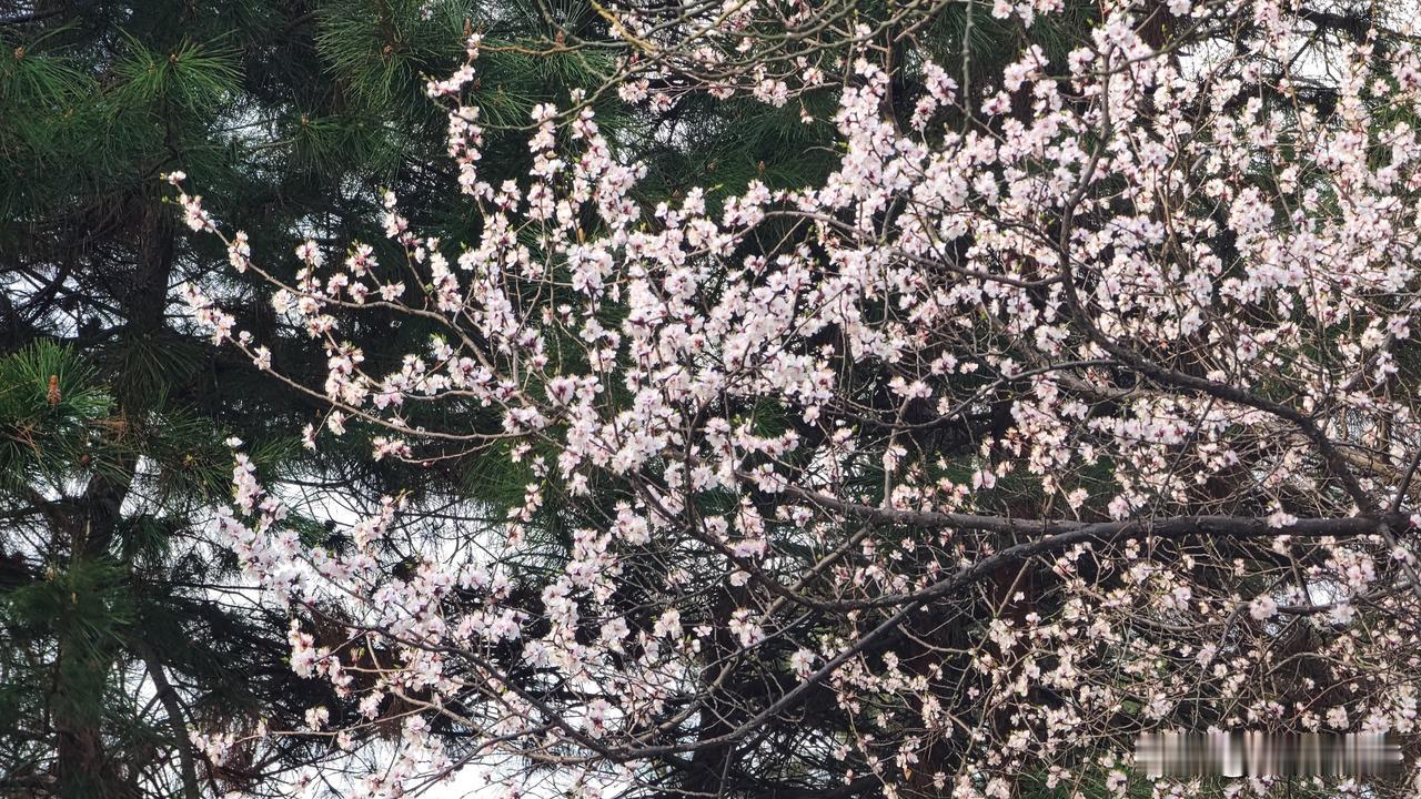 迎泽桥东的珠琳园，春天来得正好。
      玉兰花白粉争艳，桃花粉得娇嫩，连翘