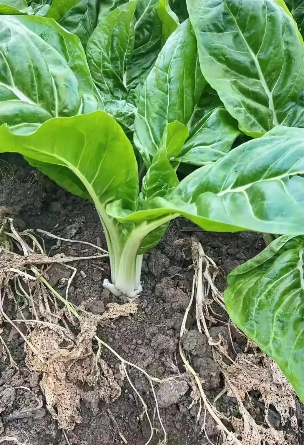 朋友们，这种青菜你们叫什么菜呢？在我们广东这边的人都是叫“广菜”的，而且通常都是