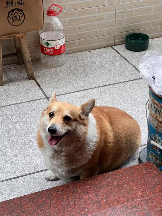 村里的一只脏脏包