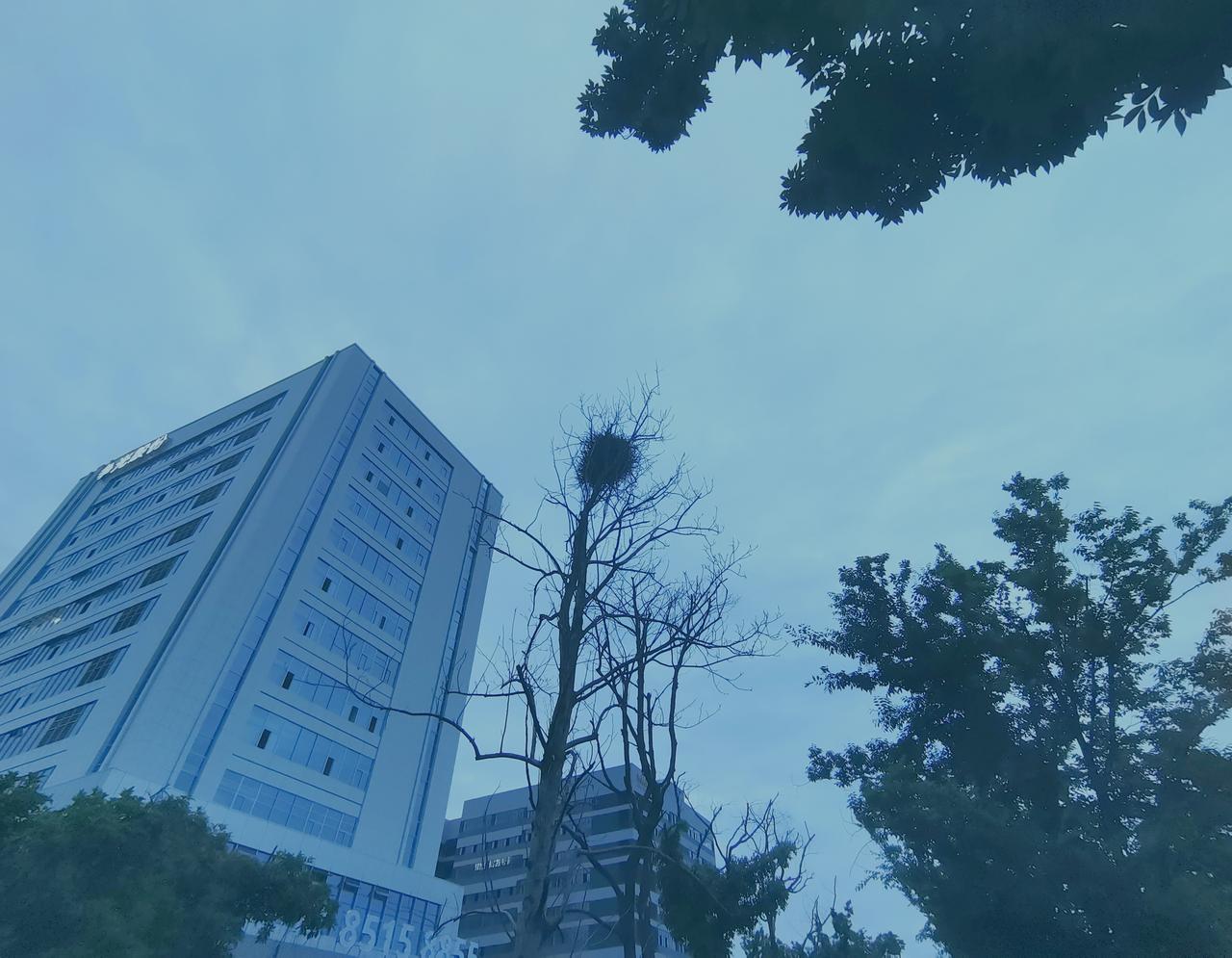 鸟巢真是大自然的神奇杰作，就说喜鹊搭的“豪华”住宅，那叫一个厉害！
      