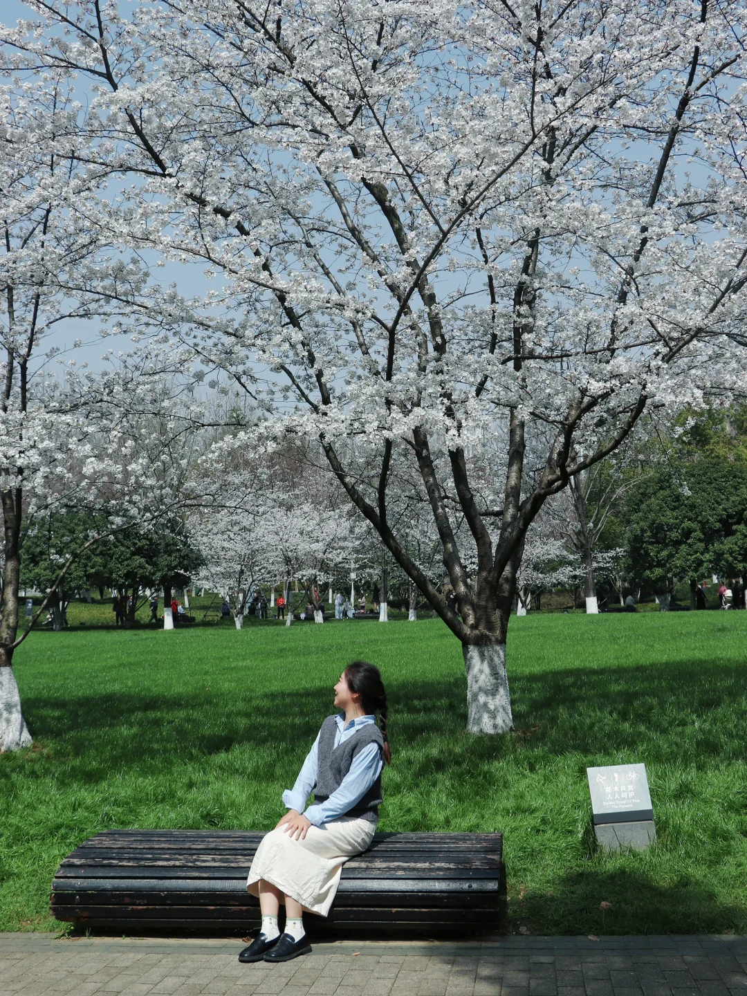 接下来！武汉这5个赏樱地将樱花盛放🌸