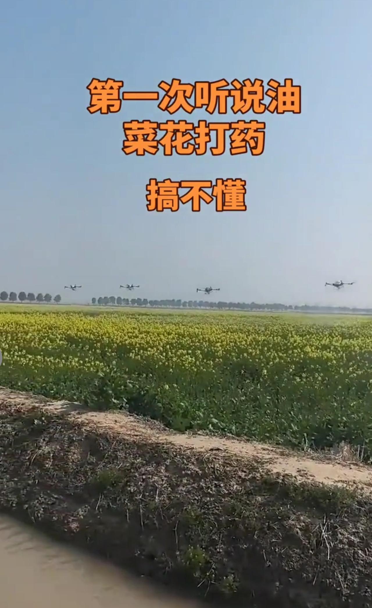 抛开油菜花观赏和蜜蜂采蜜两个功能，还原油菜花本来的功能，比如榨油，它该不该打药呢