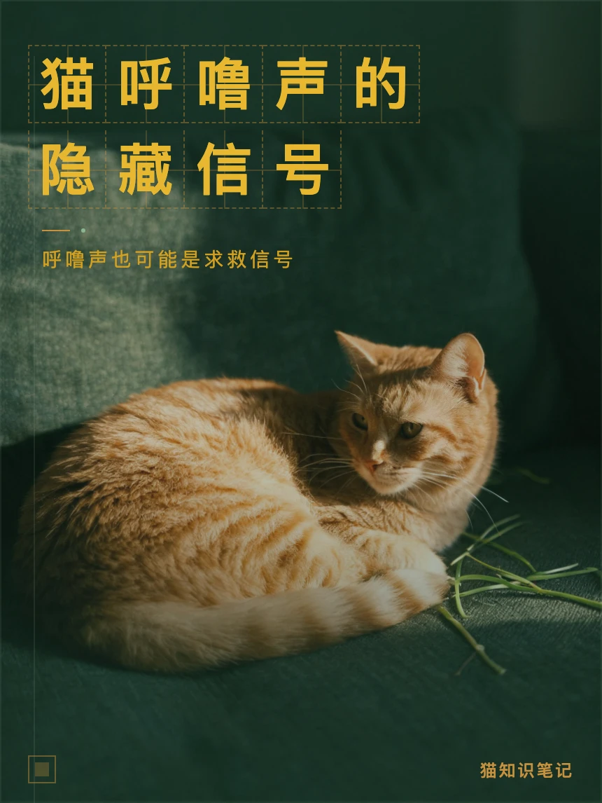 猫打呼噜不一定代表开心｜可能是身体在求救