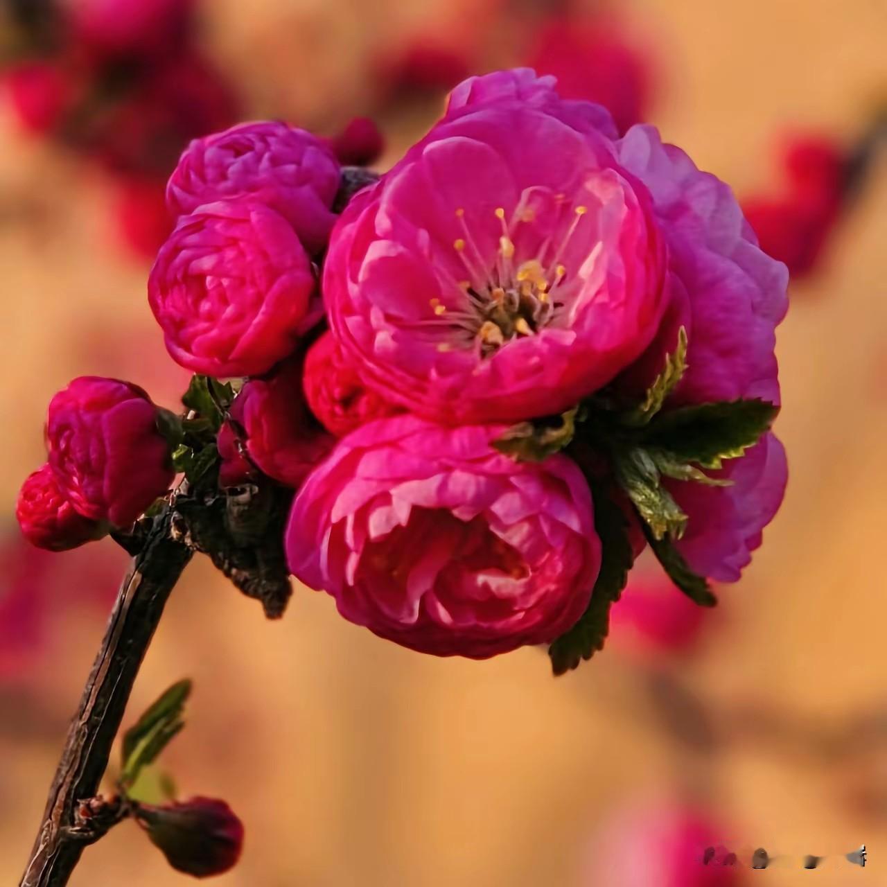 有这些习惯的人，大多都很长寿
 
1. 情绪稳定，不内耗，不钻牛角尖
长寿的人很