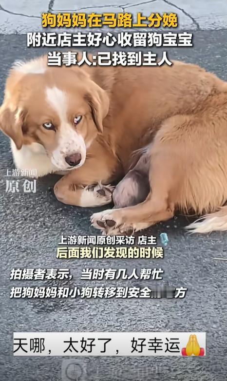 暖哭了！西藏林芝一只狗妈妈在马路上分娩，生下了两只小狗，即便马路上车来车往，狗妈