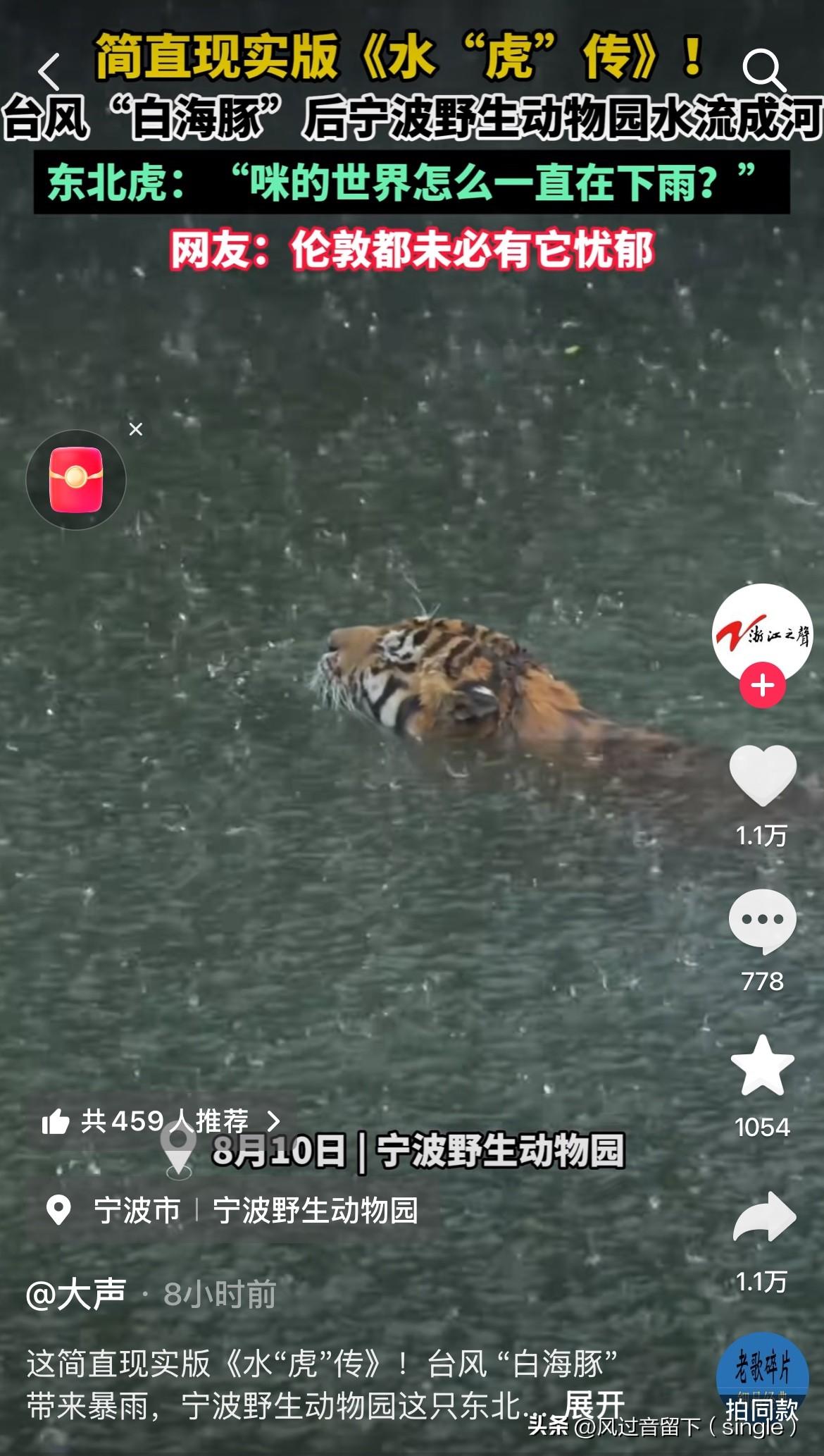 这老东北虎感觉好像很惆怅啊！
8月10日，由于台风“白海豚”吹到了浙江宁波，宁波