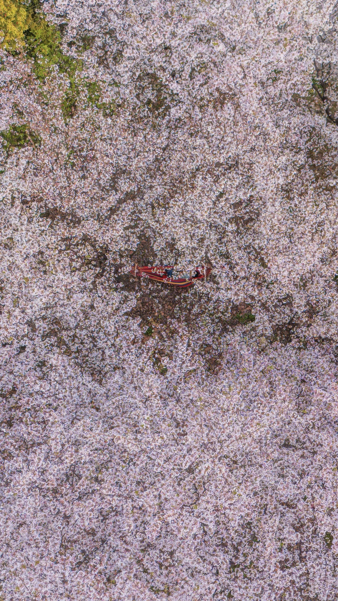 免费❗️在武汉，我拍到了绝美樱花海❗️附攻略